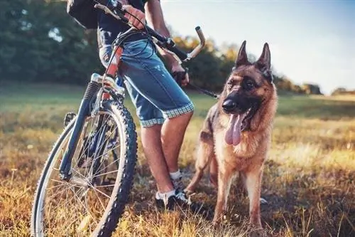 chien avec propriétaire en vélo