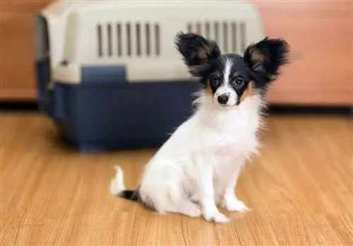 dressage de cage pour chiot