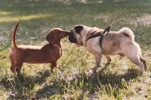 date de jeu du chiot