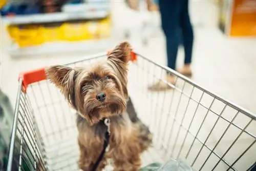 chien dans le panier