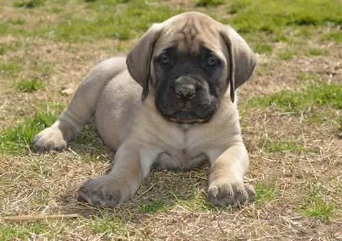 cucciolo di mastino inglese