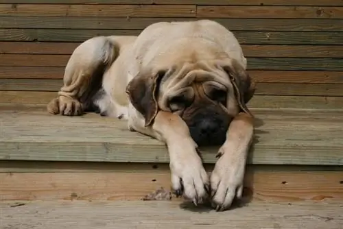 tiếng anh mastiff ngủ