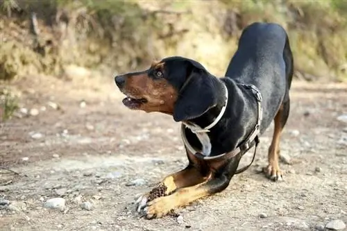 χαριτωμένο μαύρο ελληνικό κυνηγόσκυλο παίζει_wirestock images_shutterstock