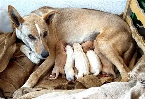 Cretan Hound bersama bayinya yang baru dilahirkan_peter maerky_shutterstock