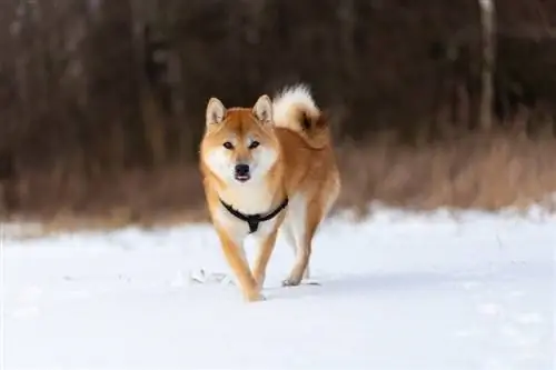 Shiba Inu vrapon nëpër dëborë