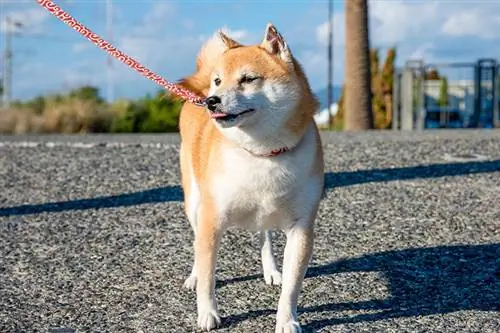 mini shiba semasa berjalan di luar rumah