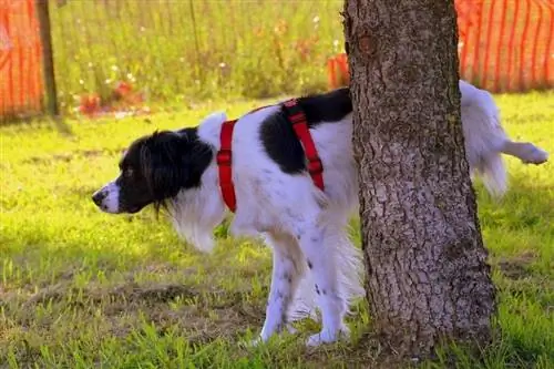 chien qui fait pipi sur un arbre au parc