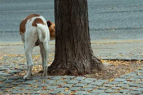 qen duke u përpjekur të urinojë në pemë në rrugë