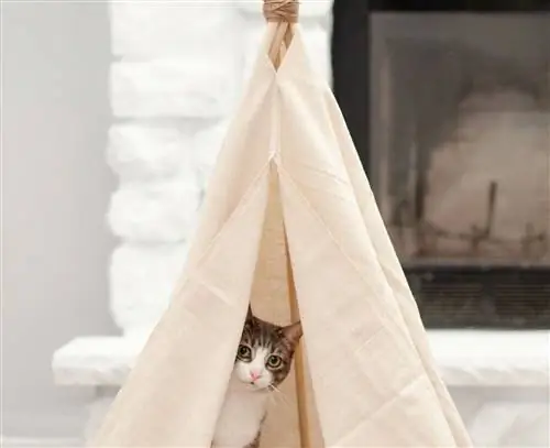 Bawal manahi ng pet teepee