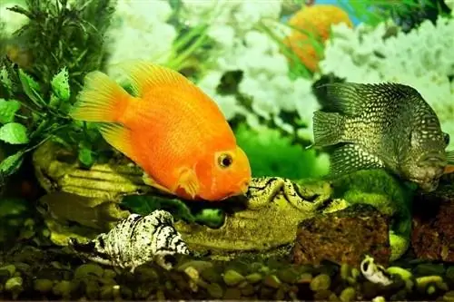 ¿Los peces dorados comen algas? Tipos de algas & Preguntas frecuentes