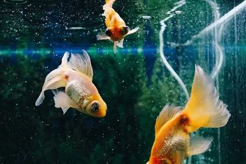 Goldfish nrog ib tug dawb tail_Nastya Sokolova_shutterstock