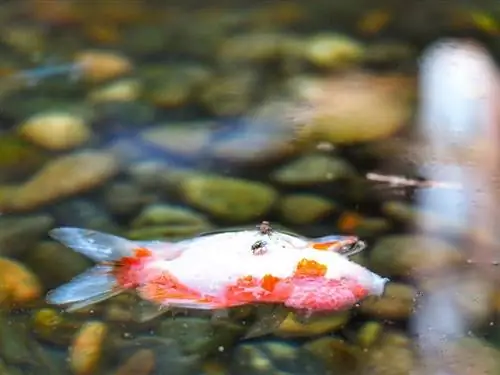 Gintong isda patay sa pond_Sunwand24_shutterstock