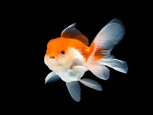 Aranyhal Oranda_Buddy BIGPhotographer_shutterstock