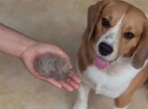 anjing beagle dan bulunya yang terurai