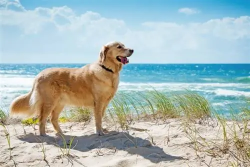 golden retriever kutya a strandon