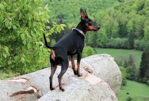 Miniatűr pinscher