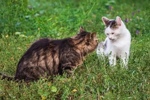 due gatti in giardino durante una lite per il territorio