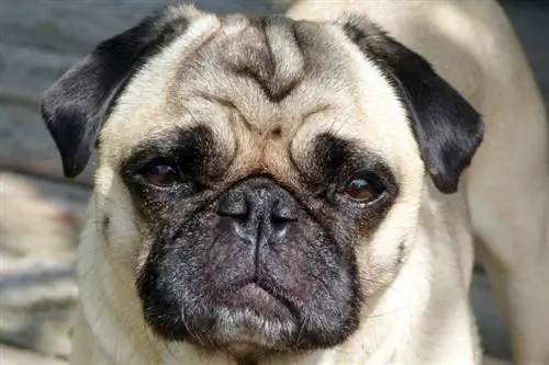 Por que os Pugs têm faces planas? (Perguntas frequentes sobre fatos revisados por veterinários &)