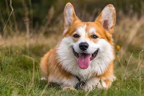 Un chien souriant Pembroke Welsh Corgi allongé sur l'herbe