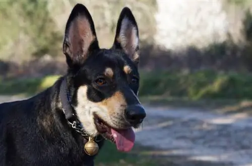 çan ile bir tasma giyen genç dişi siyah köpek