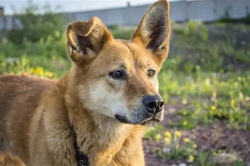 chien avec une oreille pliante