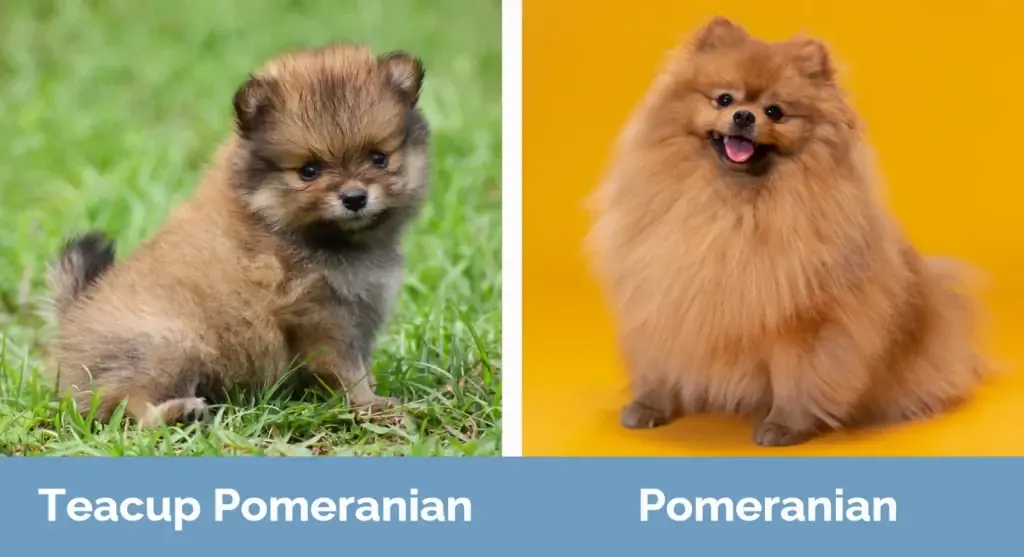 Teacup Pomeranec vs Pomeranian - Vizualne razlike