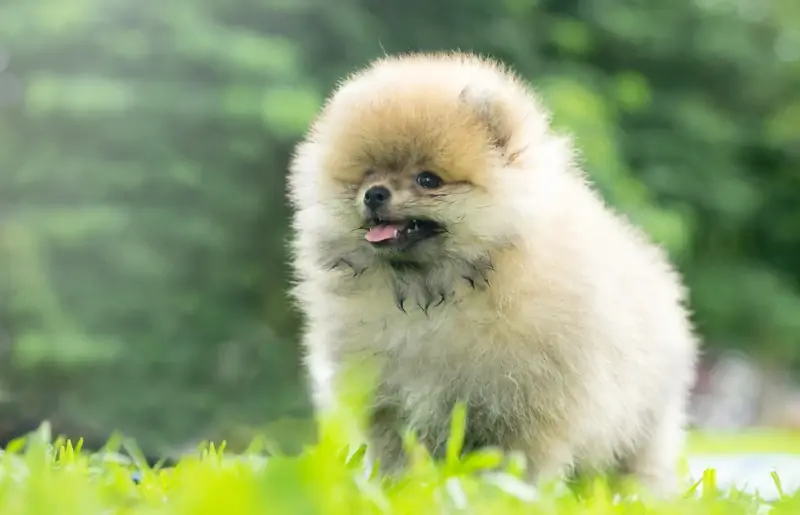 xícara de chá da Pomerânia na grama