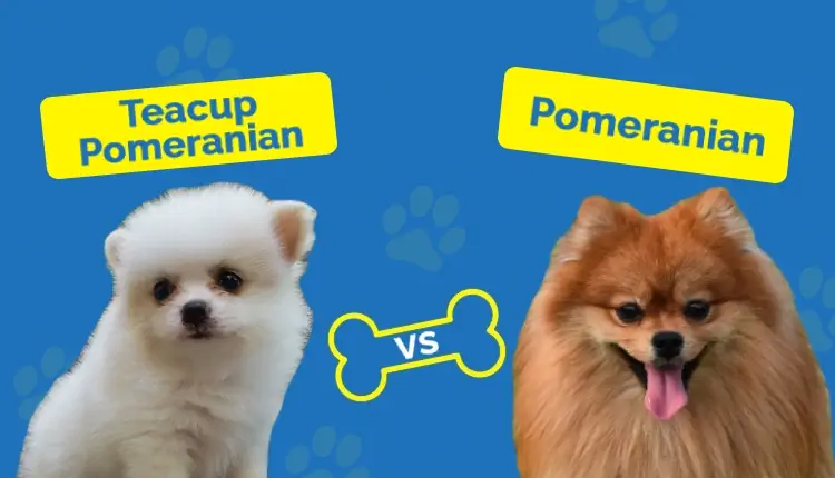 Teacup Pomeranian vs Pomeranian : les principales différences (avec images)