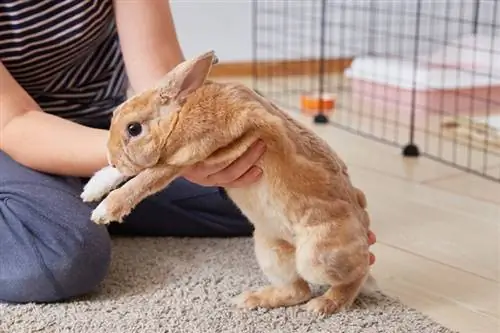 pronarja femër që mban lepurin e saj