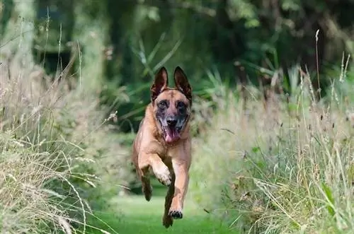 Belgický malinois beží