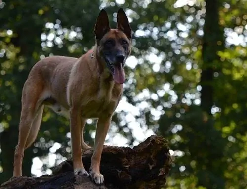 Belgický malinois