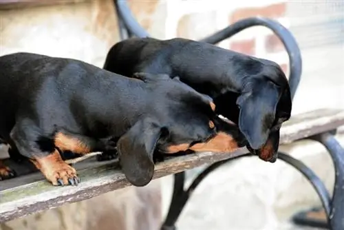 gravhundehund lugter en anden hund