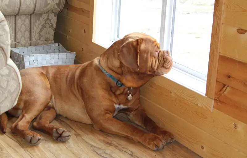 dogue de bordeaux mastiff français regardant par la fenêtre