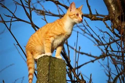 Rot getigerte Katze sitzt auf einer zementierten Säule