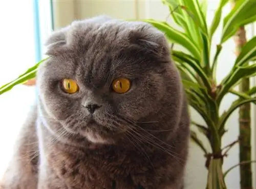 kucing scottish fold_YanExcelsior1701_Pixabay