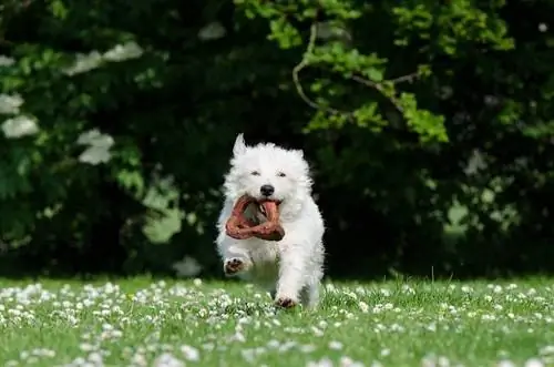 anjing suka berlari dan bermain