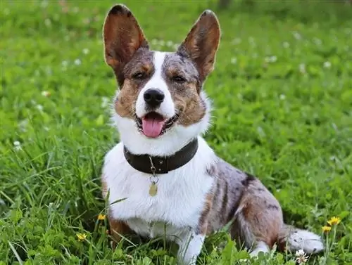 ζακέτα Welsh corgi σε εξωτερικούς χώρους