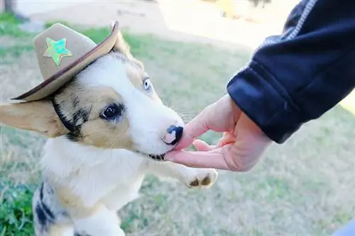 dando golosinas a un corgi vaquero