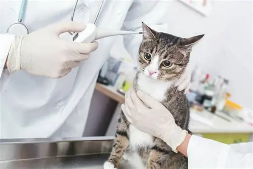 veterinārārsts pārbauda kaķa temperatūru