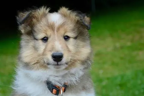 shetland sheepdog valp