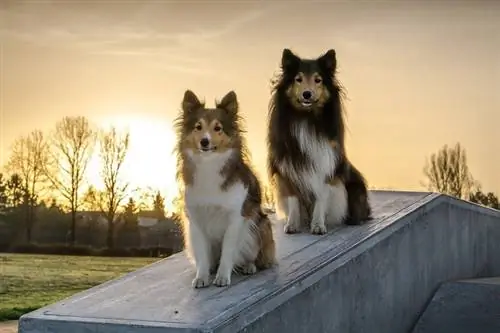 Shelties pár