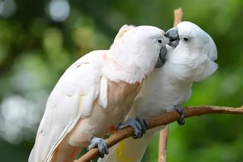 dos pájaros loros blancos donde se posan