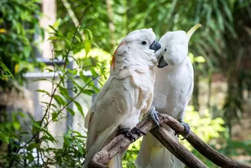 dos cacatúas blancas donde se posan