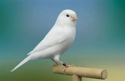 pájaro canario blanco posado