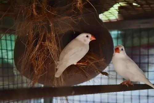 pájaros pinzones blancos en jaula