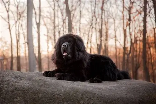 Perro mastín tibetano en el parque