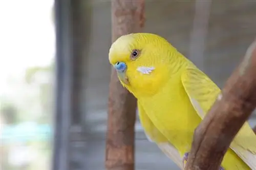 geel budgie sit