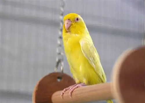 gele Pacific Parrotlet in de kooi