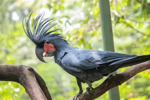 cacatua delle palme nere