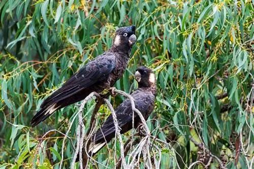 Carnaby Black Cockatoo